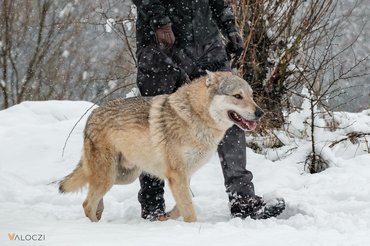 csehszlovák farkaskutya