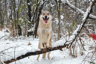 csehszlovák farkaskutya havas erdőben
