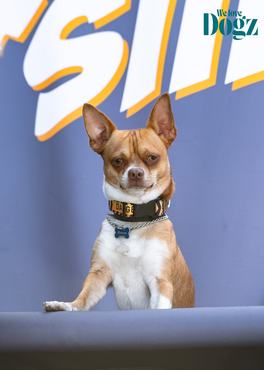 csivava a 2026-os dogz fesztiválon