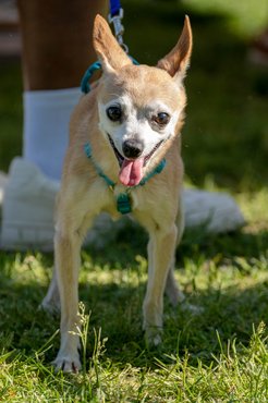 csivava a dogz fesztiválon