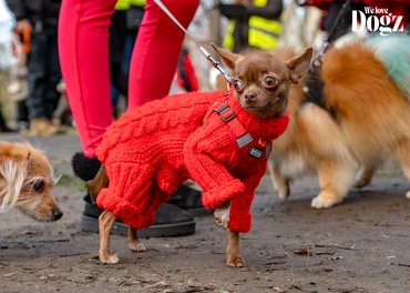 csivava piros pulóverben