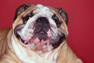 cuki angol bulldog