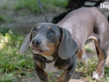 Dachshund