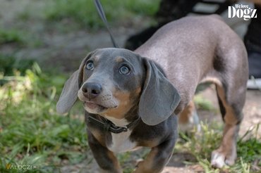 Dachshund