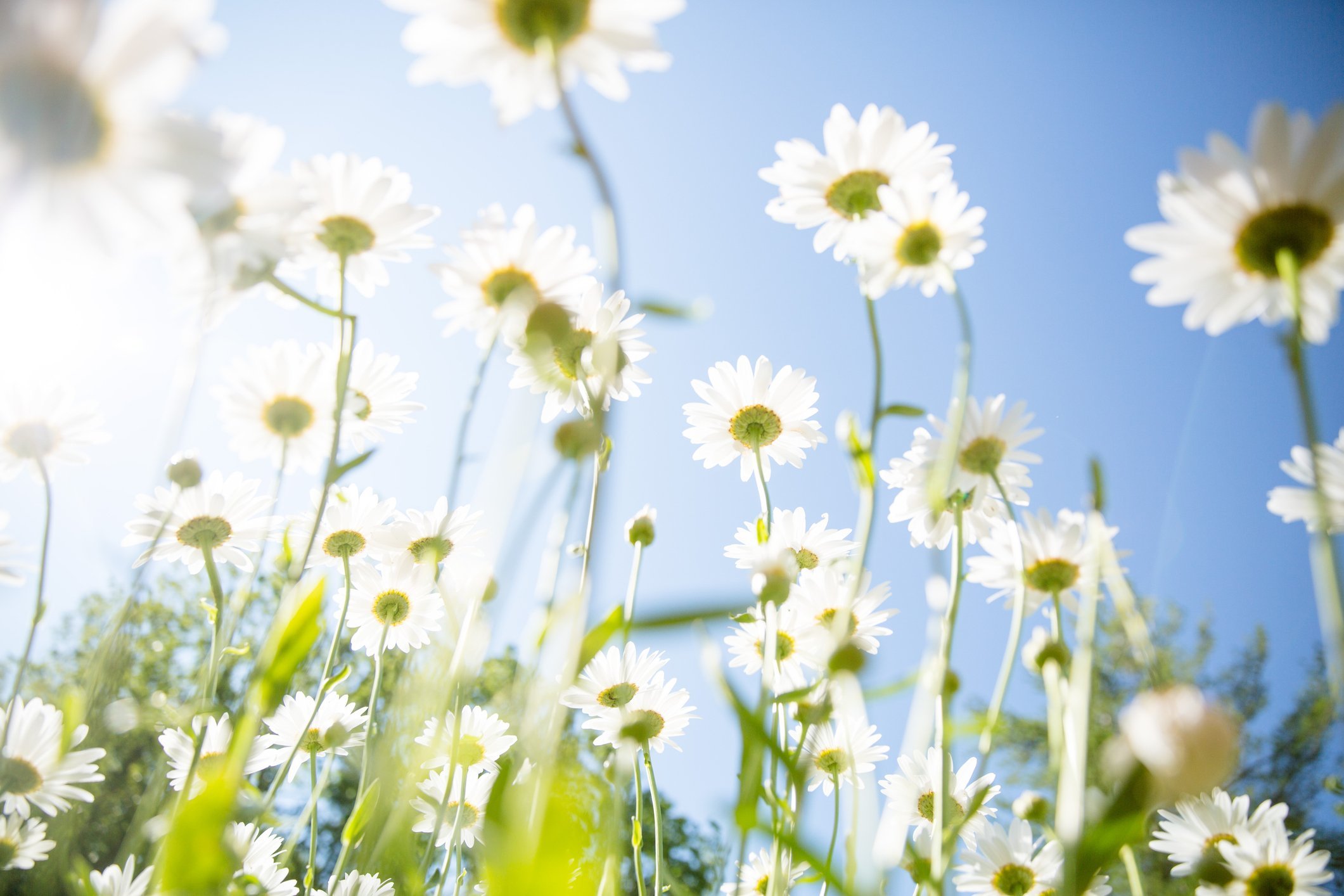 daisy