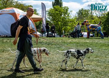 dalmatákat sétáltató férfi a dogz fesztiválon 2026