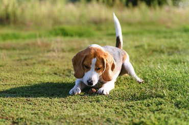 diót rág egy beagle