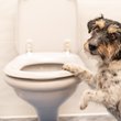 Dog at the toilet