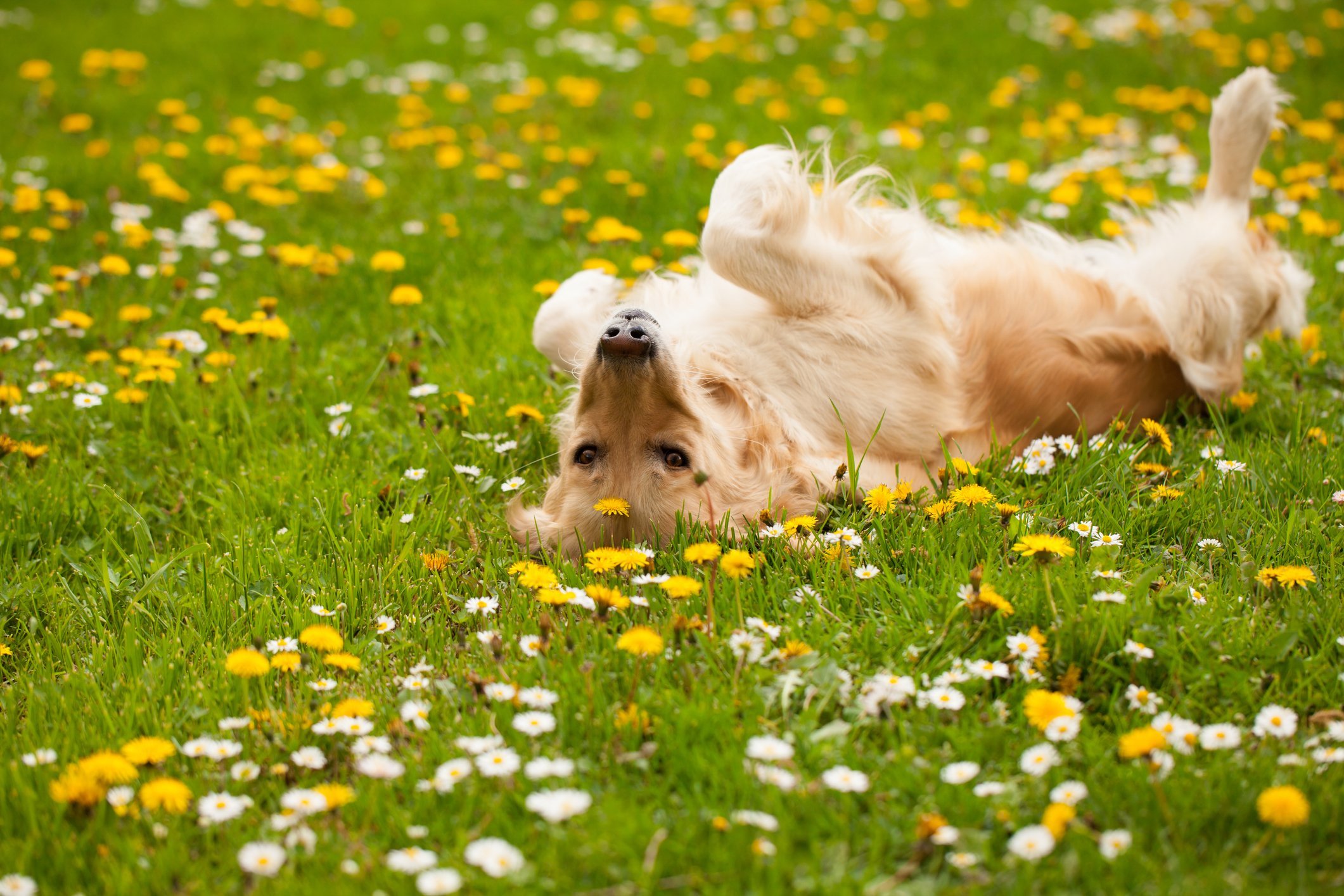 Dog in the garden
