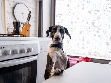 dog in the kitchen