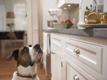 Dog in the kitchen
