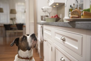 Dog in the kitchen