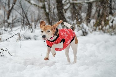 dog in the snow