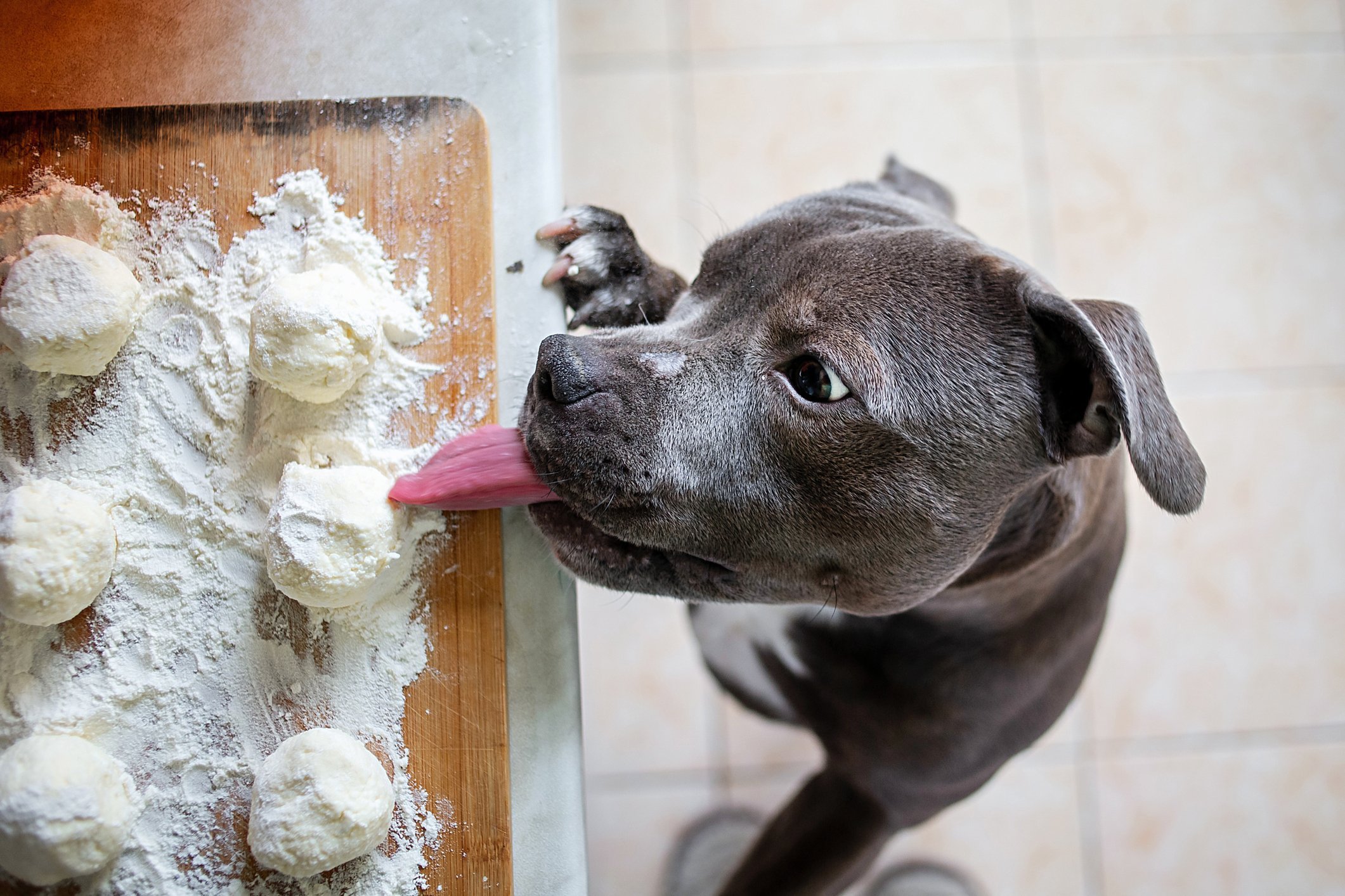 A dog in the kitchen is licking raw dough