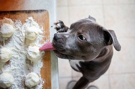 A dog in the kitchen is licking raw dough