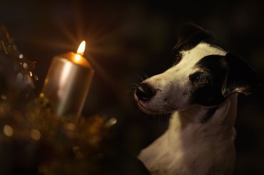 Dog with candle