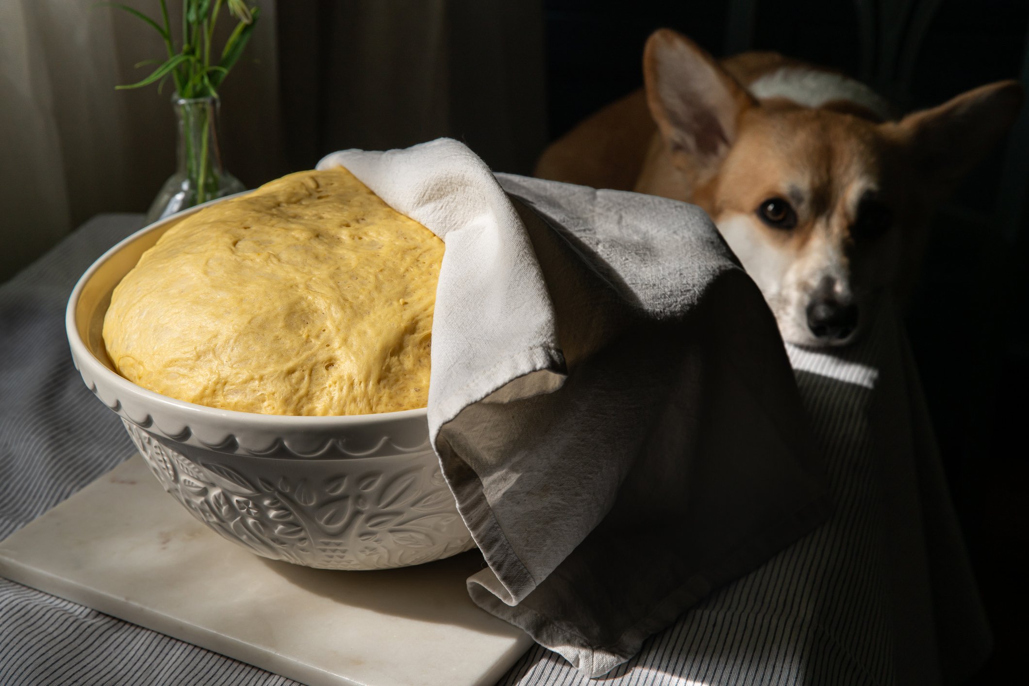 A dog is watching a raw dough