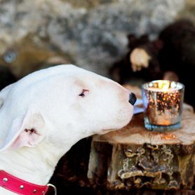 Dog smelling a candle