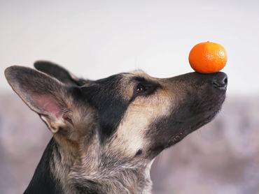 Dog with a mandarin