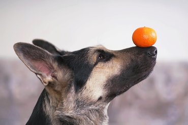 Dog with a mandarin
