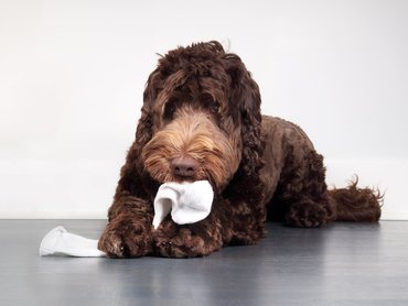 Dog is chewing a sock