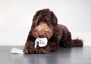 Dog is chewing a sock