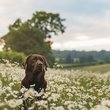 dog with daisies