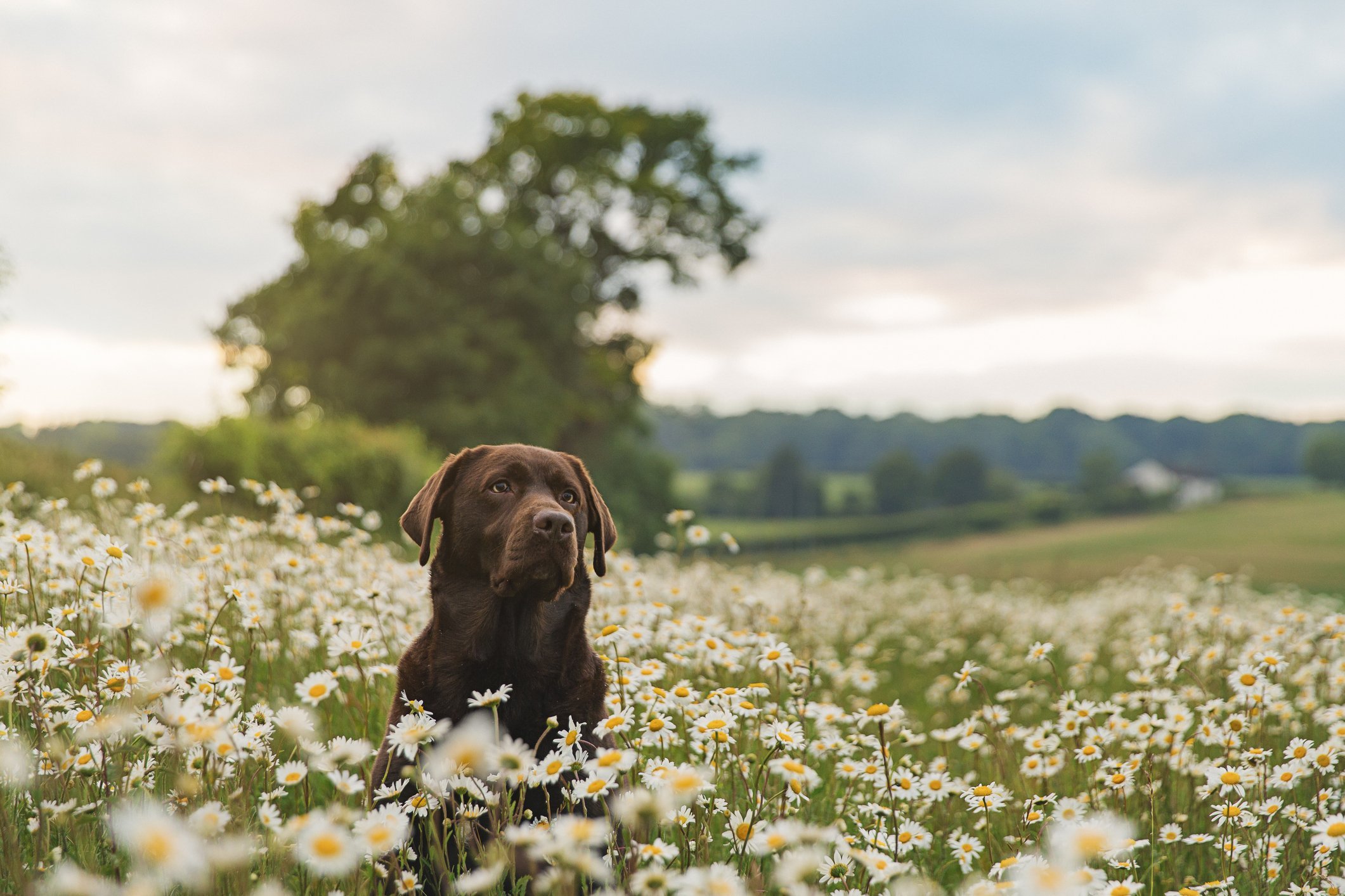dog with daisies