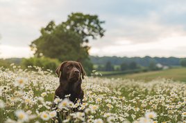dog with daisies