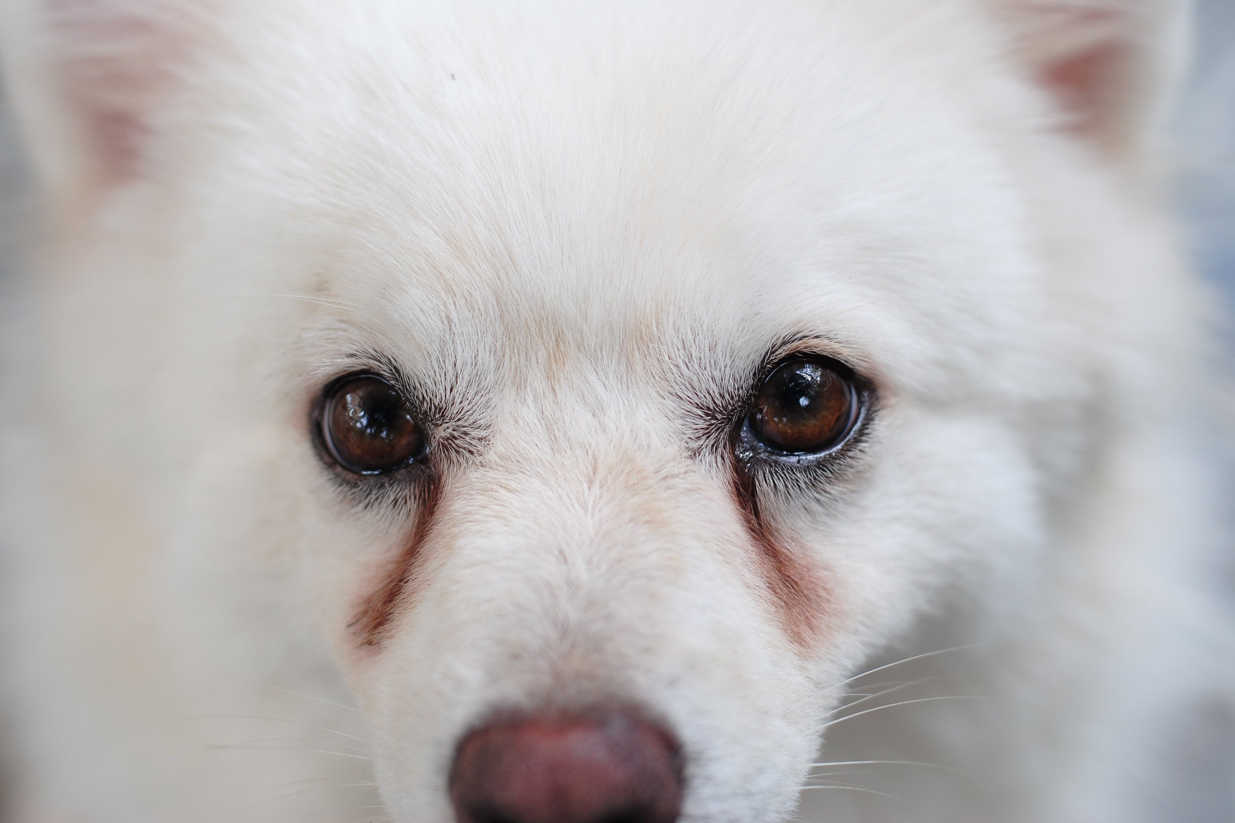 dog with tear stain