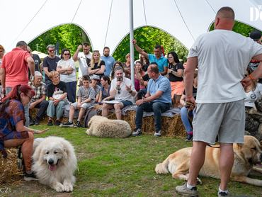 dog fesztivál előadás