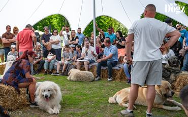dog fesztivál előadás