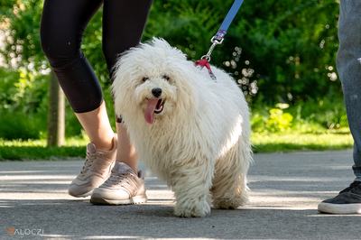 DOGZ Fesztivál 2025 magyar kutyafajták falkasétája