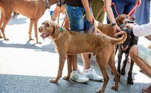 dogz 2024 vizsla falkaséta