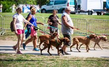 dogz 2024 vizsla falkaséta