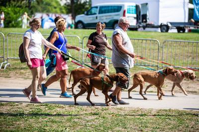 dogz 2024 vizsla falkaséta