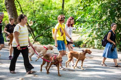 dogz 2024 vizsla falkaséta