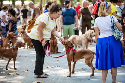 dogz 2024 vizsla falkaséta