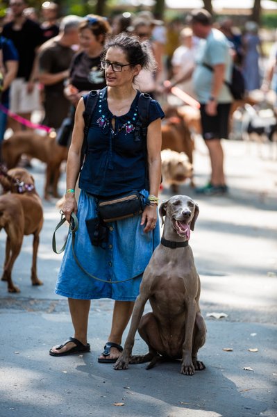 dogz 2024 vizsla falkaséta