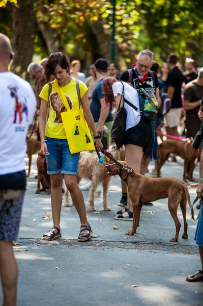 dogz 2024 vizsla falkaséta