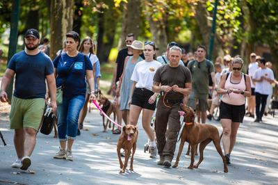 dogz 2024 vizsla falkaséta