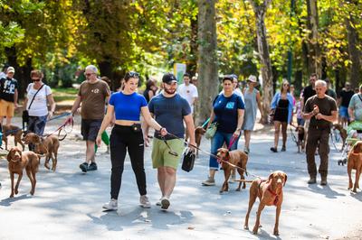 dogz 2024 vizsla falkaséta