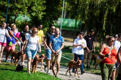 dogz 2024 vizsla falkaséta