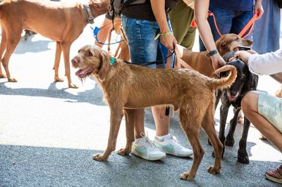 dogz 2024 vizsla falkaséta