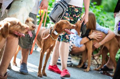 dogz 2024 vizsla falkaséta