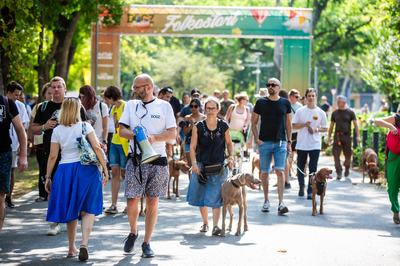dogz 2024 vizsla falkaséta