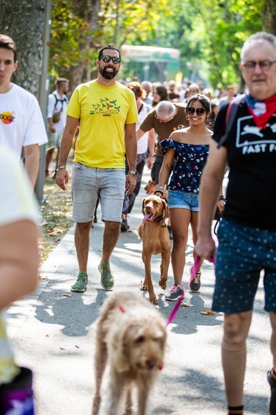 dogz 2024 vizsla falkaséta