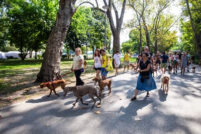 dogz 2024 vizsla falkaséta