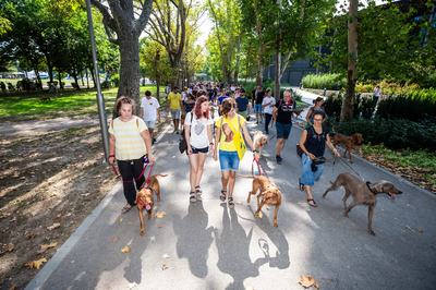 dogz 2024 vizsla falkaséta
