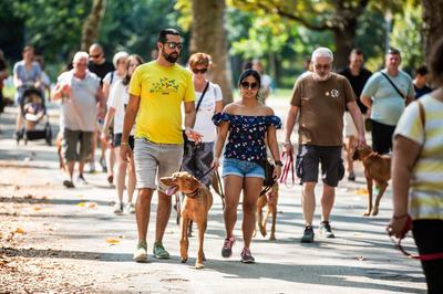 dogz 2024 vizsla falkaséta
